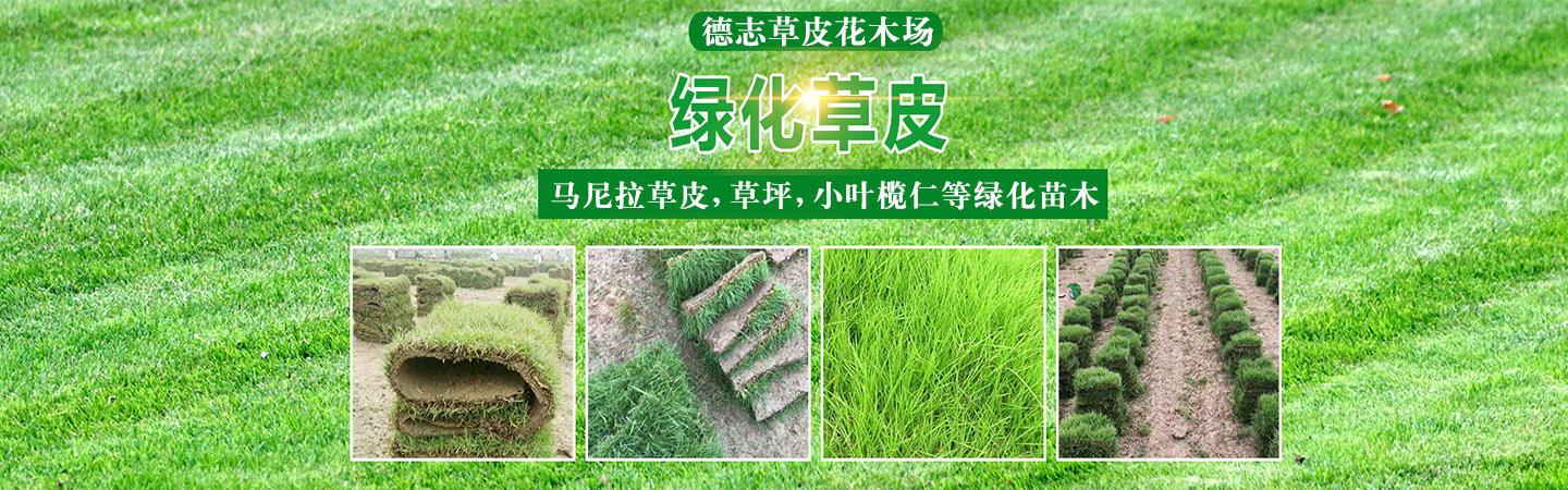 广西扶绥县德志草皮花木场