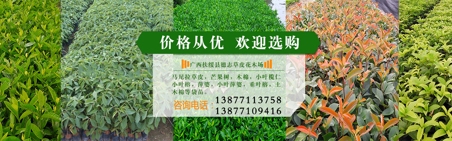 广西扶绥县德志草皮花木场