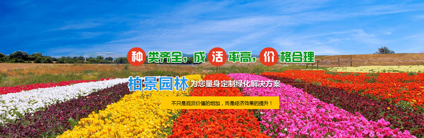 台安县柏景园林花木培植基地