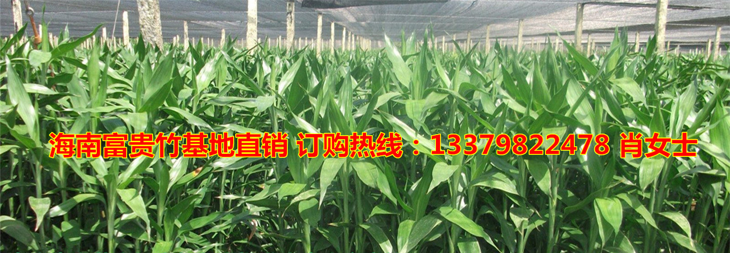 海南馨宁鲜花切叶富贵竹批发种植基地