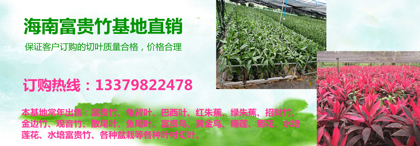 海南馨宁鲜花切叶富贵竹批发种植基地