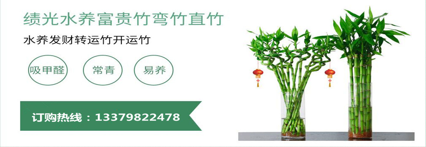 海南馨宁鲜花切叶富贵竹批发种植基地