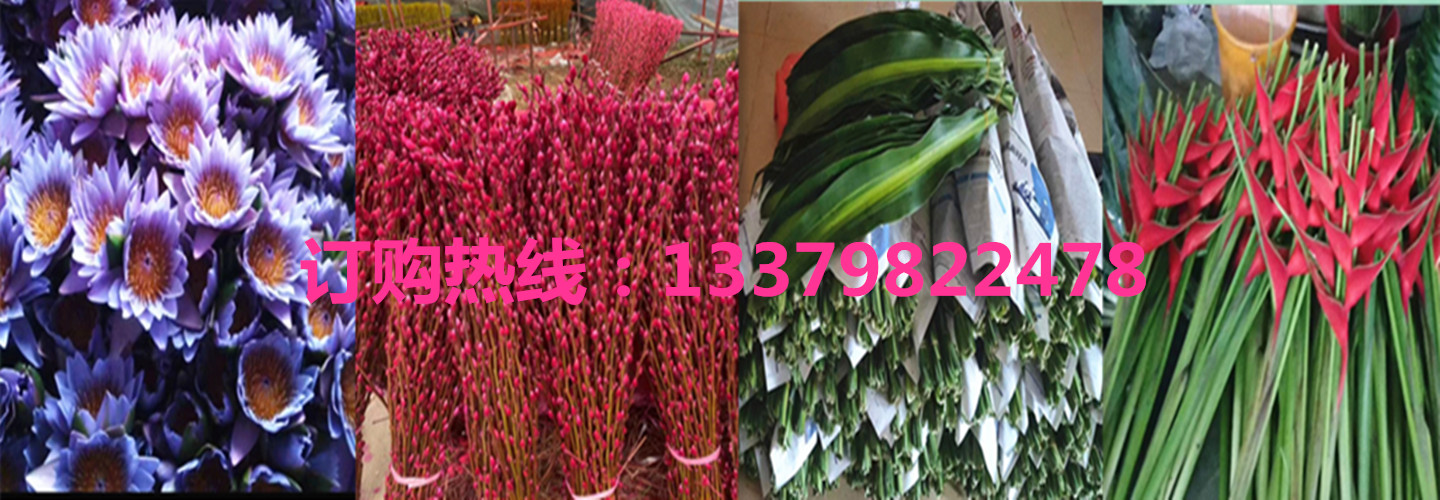 海南馨宁鲜花切叶富贵竹批发种植基地