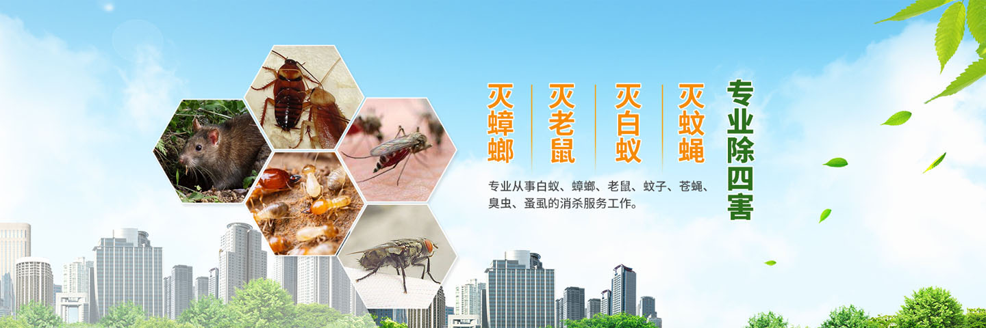 泉州清波杀虫灭鼠公司