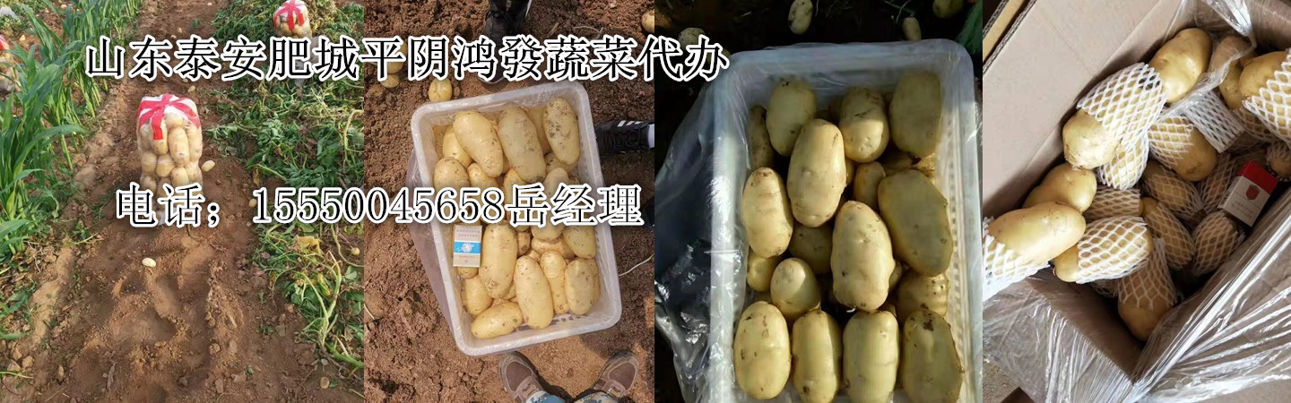 山东 金乡县鑫和泰商贸有限公司