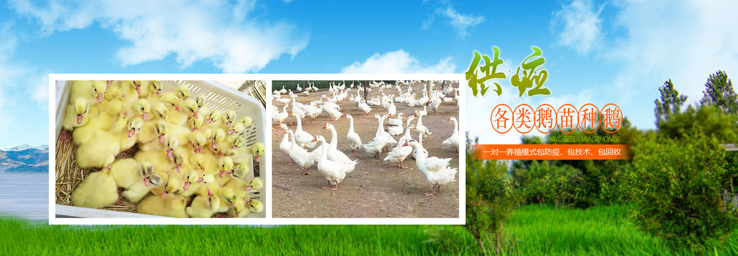 河北锦城鹅业孵化场