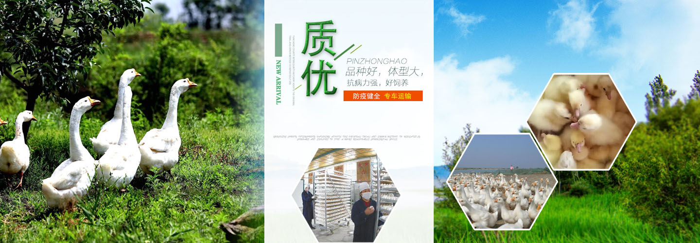 河北锦城鹅业孵化场