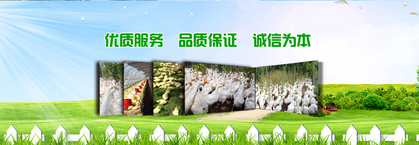 河北锦城鹅业孵化场