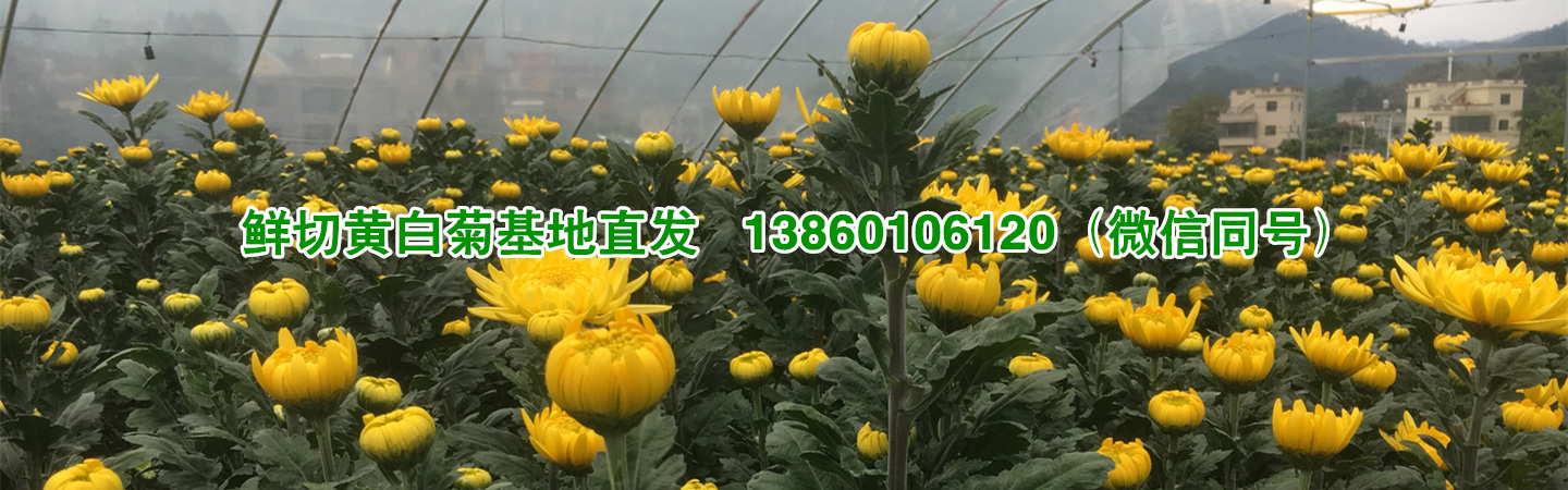厦门兴诚清明菊花种植批发基地