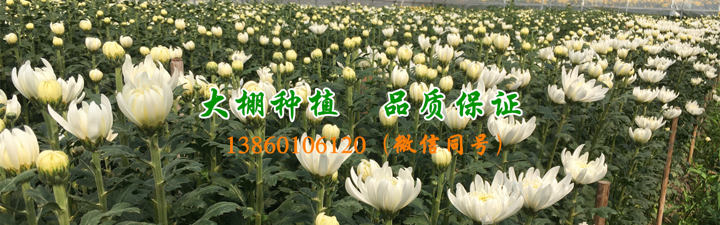厦门兴诚清明菊花种植批发基地
