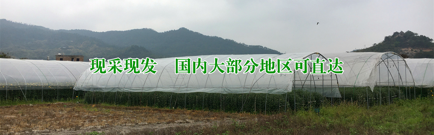 厦门兴诚清明菊花种植批发基地
