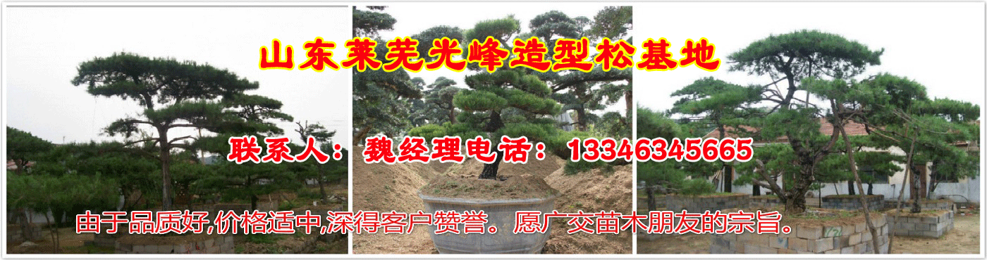 山东造型松基地